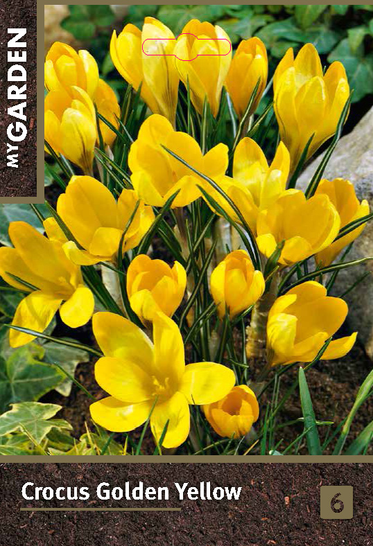 Крокус ботанический Голден Йеллоу